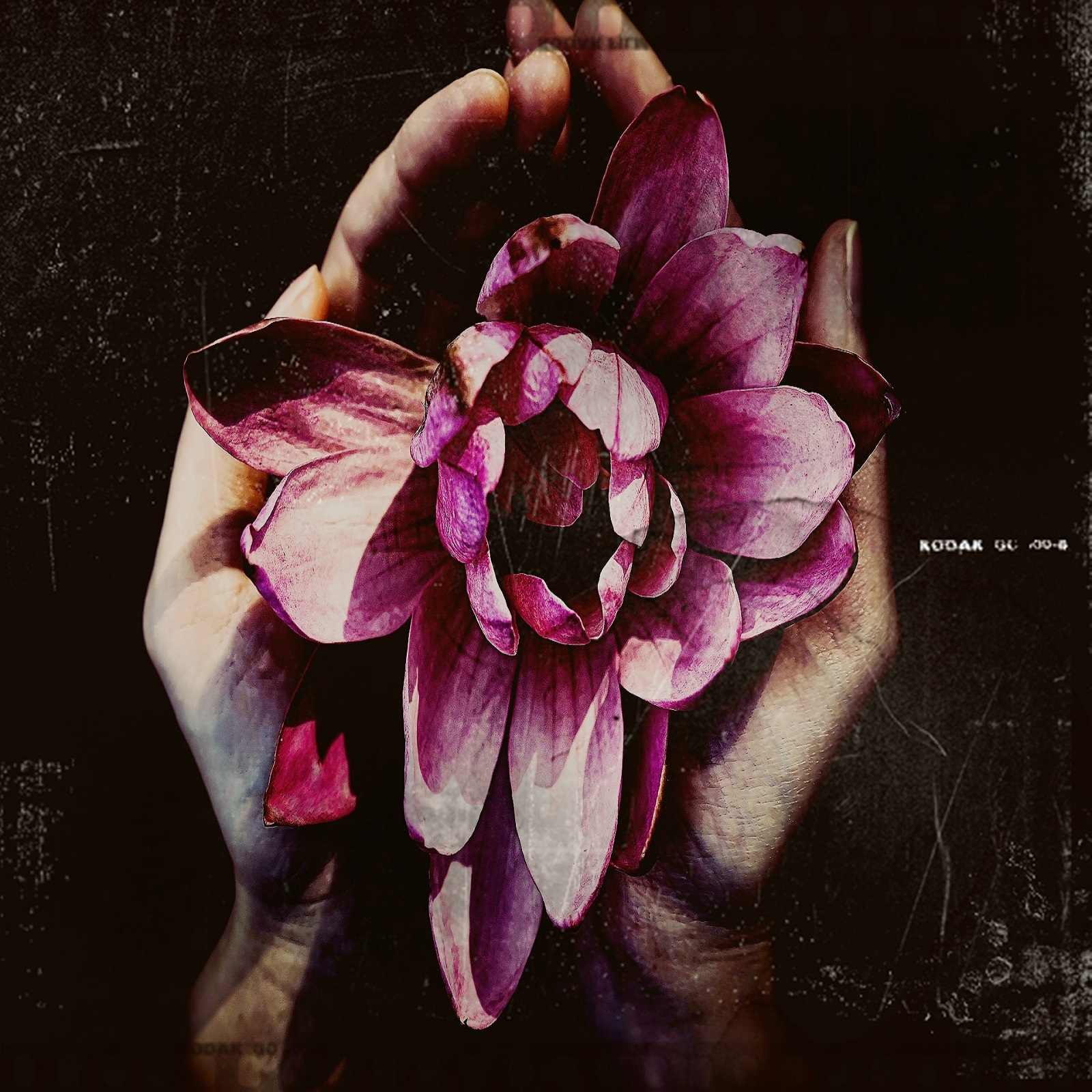 Lotus (연꽃)